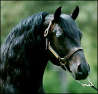 Lippitt Morgan Horse